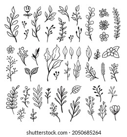 Doodle floral elements. Hand drawn vector branches and leaves. Vintage botanical illustrations.