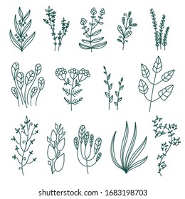 Doodle floral elements set. Hand drawn leaves isolated on white background.