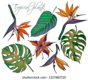 Doodle floral tropical set vector with doodles colorful plants. Bright paradise flowers with green banana leaves, tropical leaves