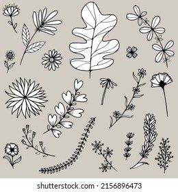 doodle flower and branches of leaves vector set from free hand drawn