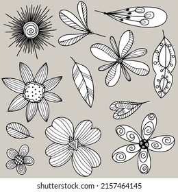 doodle flower and branches of leaves vector set from free hand drawn