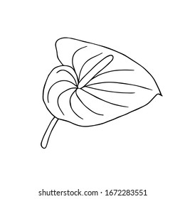 Doodle flower. Hand drawn jungle flower anthurium on a white background. Decorative vector exotic tropical element for invitations cards, textile, print and design.