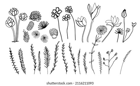 Doodle flower and herb set. Vector illustration for design