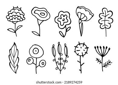 Doodle Flower Set. Vector doodle grass branch, berry, inflorescence, black and white drawing, sketch.