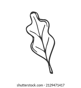 Doodle forest leaf. Hand drawn vector lineart. Isolated