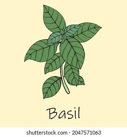 Doodle freehand sketch drawing of basil. Culinary herbs collection concept.