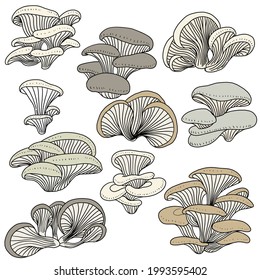 Doodle freehand sketch drawing collection set of oyster mushroom vegetable. Healthy diet lifestyle concept.