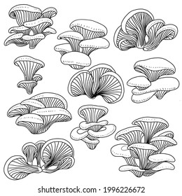 Doodle freehand sketch drawing collection set of oyster mushroom vegetable. Healthy diet lifestyle concept.