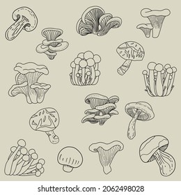 Doodle freehand sketch drawing collection of mushroom vegetable. Healthy diet lifestyle concept.