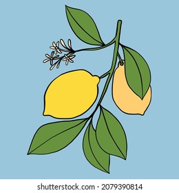 doodle freehand sketch drawing of lemon fruit. healthy diet lifestyle concept.