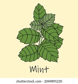 Doodle freehand sketch drawing of mint. Culinary herbs collection concept.