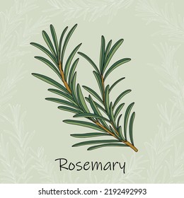 Doodle freehand sketch drawing of rosemary. Culinary herbs collection concept.