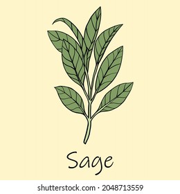 Doodle freehand sketch drawing of sage. Culinary herbs collection concept.