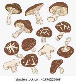 Doodle freehand sketch drawing of shitake mushroom vegetable. Healthy diet lifestyle concept.