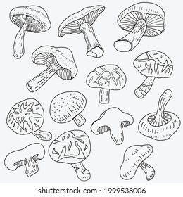 Doodle freehand sketch drawing of shitake mushroom vegetable. Healthy diet lifestyle concept.