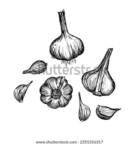 Doodle garlic vector set. Hand drawn garlic sketch isolated on white background. Garlic heads and cloves.