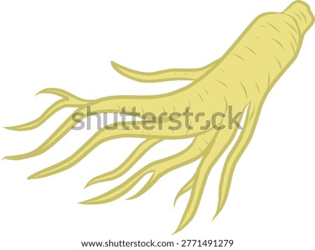 Doodle Ginseng. Handdrawn Root Illustration. 