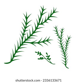 Cuerdas de garrapatas, hueso de arenque, abeto, elemento de agujas de rama de pino. Ilustración vectorial. Ramas dibujadas a mano. Negro sobre fondo blanco. Elemento de diseño para diseños naturales y orgánicos.