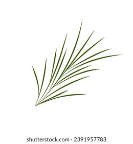 Doodle grüne Zweige Nadelbäume, Herringbone, Tanne, Kiefernzweig Nadeln Element. Vektorgrafik. Handgezeichnete Zweige. Schwarz auf weißem Hintergrund. Design-Element für natürliche und organische Designs.
