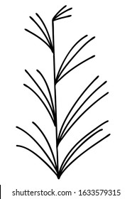 Doodle hand drawn equisetum. Single floral element for decoration patterns, wrapping paper, wallpaper, cards, invitations, packing boxes. Isolated on white background. Vector stock illustration.