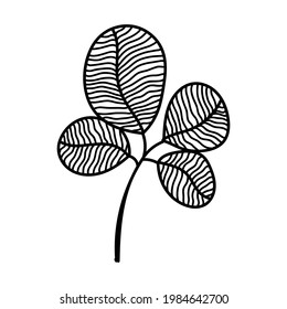 Doodle hand drawn flat vector botanical leaves line illustrations isolated on white background. Cute leaves for greeting cards and wedding invitations 