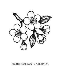 Doodle hand drawn sakura flower sketch. Floral cherry blossom engraving illustration. 