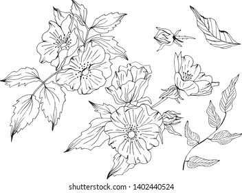 Doodle hand drawn sketch flower set with rosa canina flower and buds. Ink art engraved illustration - Vector