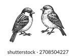 Doodle hand drawn small birds sketch. Sparrow engraving illustration set. 