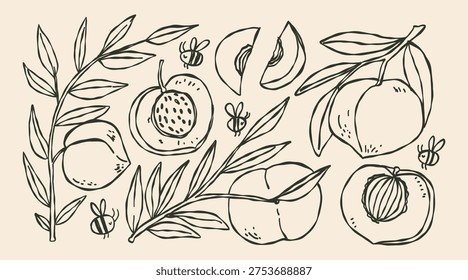 Doodle hand drawn whimsical set of Peach on a branch with texture. Bees, fruit branch with leaves. Fresh fruit from the garden.