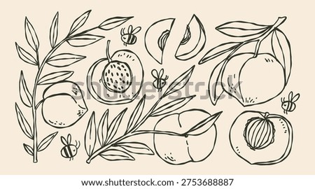 Doodle hand drawn whimsical set of Peach on a branch with texture. Bees, fruit branch with leaves. Fresh fruit from the garden.