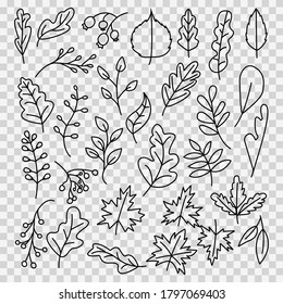 doodle hand drawnAutumn Leaves Set, Vector Illustration, Autumn leaves or fall foliage icons, Falling poplar, autumn leaves for seasonal holiday greeting card design