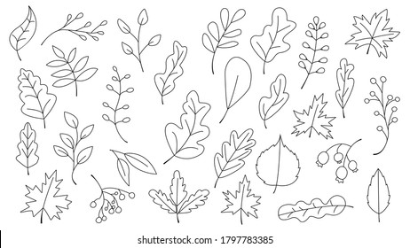 doodle hand drawnAutumn Leaves Set, Vector Illustration, Autumn leaves or fall foliage icons, Falling poplar, autumn leaves for seasonal holiday greeting card design