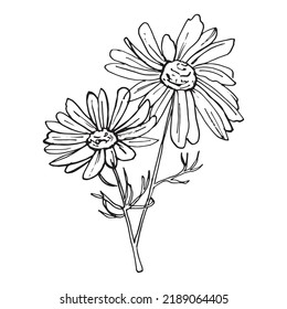 Doodle hand-drawn Chamomile flower. Black on white. Flower decoration. Vector illustration