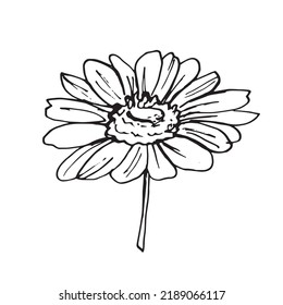 Doodle hand-drawn Chamomile flower. Black on white. Flower decoration. Vector illustration