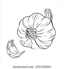 doodle dibujado a mano conjunto de iconos, delineando ajo, delineando el dibujo de ajo, diseño de Vector, Vector de ajo línea de arte, conjunto de diseño de pintura a mano, formato EPS, 
