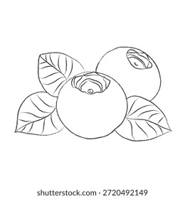 Doodle dibujado a mano conjunto de iconos, esquema de la rama de los arándanos, esquema de dibujo de arándanos, conjunto de diseño de Vector, un Vector de línea de arándanos, conjunto de diseño de pintura a mano, formato EPS, esquema de dibujo para el dibujo de arándanos, 