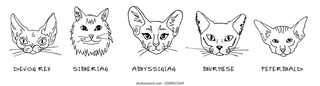 Doodle heads of different breeds cats set. Devon rex, siberian, abyssinian, burmese, peterbald