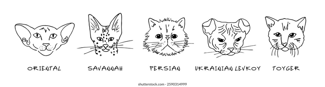 Doodle heads of different breeds cats set. Oriental, savannah, persian, ukrainian levkoy, toyger