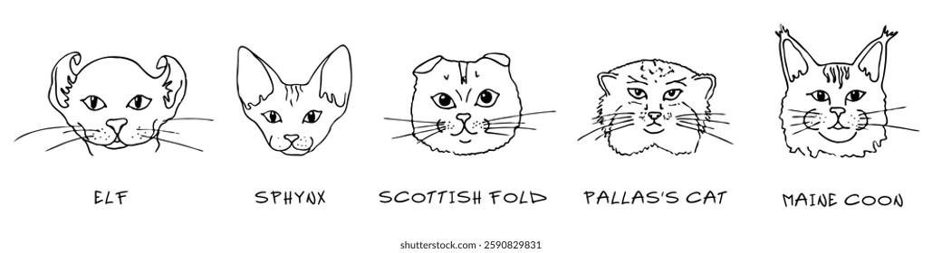 Doodle heads of different breeds cats set. Elf, Sphynx, scottish fold, pallas`s cat, maine coon