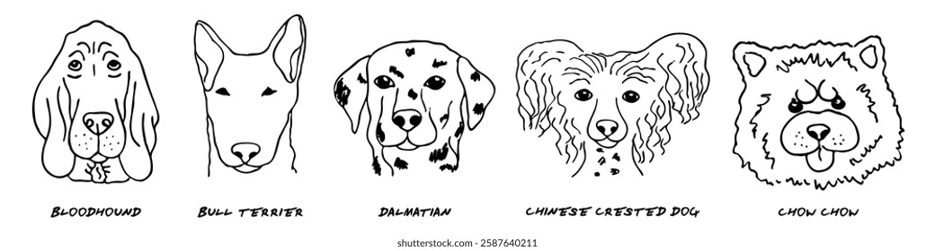 Doodle heads of different breeds dogs set. Bloodhound, bull terrier, dalmatian, chinese crested dog, chow chow