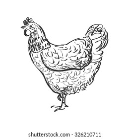 Doodle Hen, sketch illustration. Isolated in white background. 