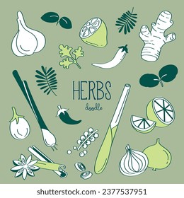 Doodle herbs. Hand drawn vector illustrator of herbs.