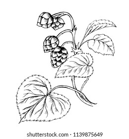 Doodle hops plant black outline on white background