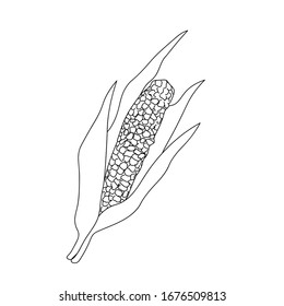 Doodle icon with corn. Agriculture illustration. Vintage style sketch on white background. Vector autumn drawing food. Hand drawn style. Farm market product. Great for menu, label, icon