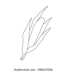 Doodle icon with corn. Agriculture illustration. Vector autumn drawing food. Farm market product. Great for menu, label