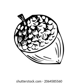 Doodle es un ícono de la fruta de un roble. Imagen de contorno de una bellota. simple dibujo negro de plantas para pegatinas, decoración, postales, insignias, libros de colorantes, logos. Conjunto de clipart del vector