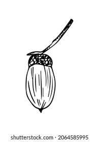 Doodle is an icon of the fruit of an oak tree. Contour image of an acorn. simple black drawing of plants for stickers, decor, postcards, badges, coloring books, logos. Vector clipart set