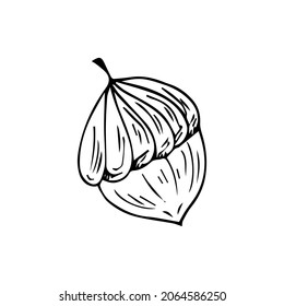 Doodle is an icon of the fruit of an oak tree. Contour image of an acorn. simple black drawing of plants for stickers, decor, postcards, badges, coloring books, logos. Vector clipart set