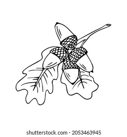 Doodle is an icon of the fruits and leaves of an oak tree. Contour image of an acorn. simple black drawing of plants for stickers, decor, postcards, badges, coloring books, logos. Vector clipart set
