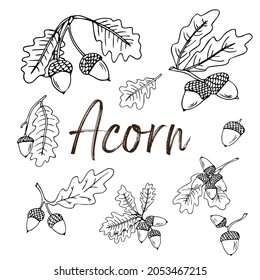 Doodle is an icon of the fruits and leaves of an oak tree. Contour image of an acorn. simple black drawing of plants for stickers, decor, postcards, badges, coloring books, logos. Vector clipart set